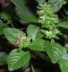 Image result for Centrostachys