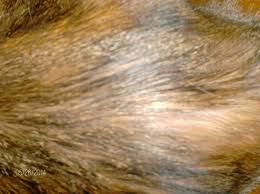 I used a flea product, but all the vet's tests came back normal. Why Cat Is Pulling Hair Out Thecatsite