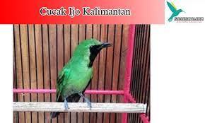 Pin On Burung Cucak Ijo