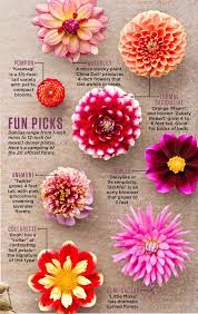 How To Plant Grow And Care For Dahlias Dahlia Flower Dahlias Garden Flower Landscape