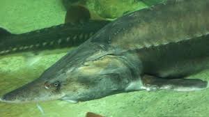 Wo fische unter riesenkieseln hausen. Sturgeonomics Igb