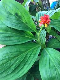 Image result for Costus
