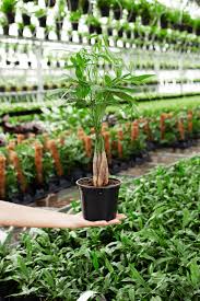 Image result for Pachira