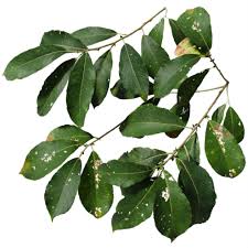 Image result for Salicaceae