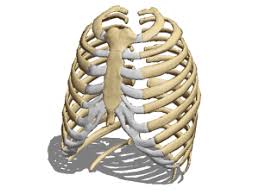Each pair is numbered based on their attachment to the sternum, a bony process at the front of the rib cage which serves as an anchor point. Anatomy Human Rib Cage Free 3d Model 3ds Obj Open3dmodel 185072