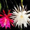 As others who answered this have indicated, not all cacti bloom at. 1