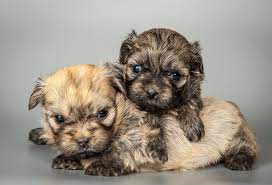 bolonka zwetna charakter haltung pflege zooplus bolonka zwetna bolonka hundebabys