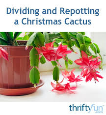 Christmas cactus are long lasting, attractive succulents. Dividing And Repotting A Christmas Cactus Thriftyfun