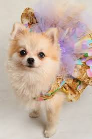 Pin By Citlali Thome On É—oggy É—arlings Cute Animals Pomeranian Dog Pomeranian Puppy