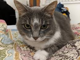 Scans provide a detailed 3d image of the brain by taking multiple pictures of the inside of your head. Scully Cat Crossed The Rainbow Bridge Yesterday She Had A Brain Tumor She Was My Heart Album On Imgur