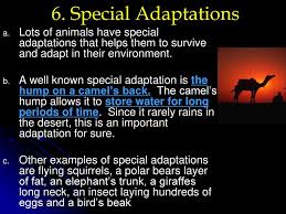 They have lots of different adaptations which allow them to survive for so long without drinking. Survival Of The Fittest Ppt Download