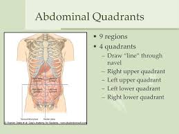 The abdomen is divided into regions or quadrants to more precisely describe abdominal symptoms and signs and help identify. Ppt The Abdomen Powerpoint Presentation Free Download Id 3330064