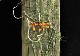 Image result for Microcoelia stolzii