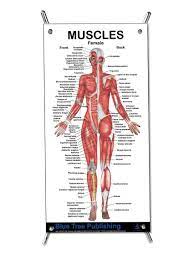 In flexion exercises you bend forward to stretch the muscles of the b. Amazon Com Muscles Female Mini Poster Muscle Building And Physical Fitness The Muscular System Anatomical Chart Industrial Scientific