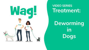 You may have questions like, why do puppies need to be dewormed? Deworming In Dogs Conditions Treated Procedure Efficacy Recovery Cost Considerations Prevention