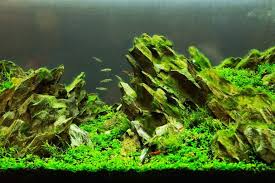 11 Best Easiest Freshwater Aquarium Plants For Beginners