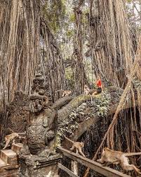 Trees And Monkeys Bali Travel Bali Travel Guide Summer Beach Photography