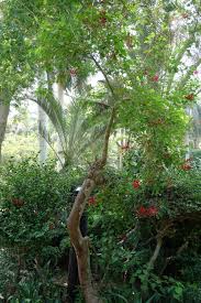 Image result for Erythrina haerdii
