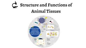 It is composed by a head and a modifier. Structure And Functions Of Animal Tissues And Cell Modification By Rich Regio