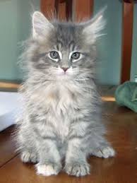 Omccc (other maine coon cat colors): Blue Silver Tabby Maine Coon