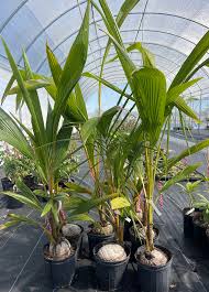 Image result for Cocos nucifera