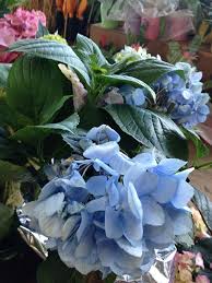 Check spelling or type a new query. 6 00 Hydrangea At Produce Junction In Moorestown Hydrangea Plants Moorestown