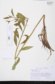 Image result for Sphenoclea zeylanica