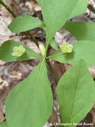 Image result for Endostemon obtusifolius