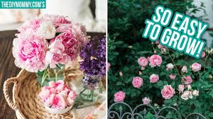 Once all plants are in place, remove them from their pots, teasing out the roots as you do so. My Favorite Easy Care Perennial Flowers Youtube