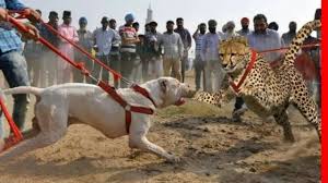 ac bir leopar ve pitbull sonuc sok edici youtube