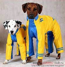 pin na doske dog