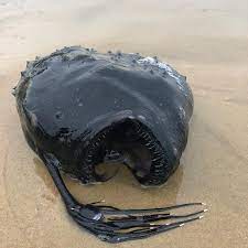 Not currently collectable from recreational spots. A Jet Black Bioluminescent Football Fish Washed Up On A California Beach Smart News Smithsonian Magazine