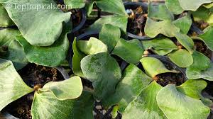 Image result for Platycerium elephantotis