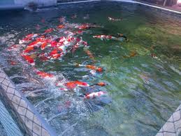 Ikan Koi Home Facebook