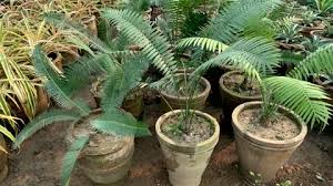 Image result for Encephalartos senticosus