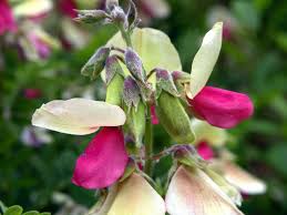 Image result for Tephrosia radicans