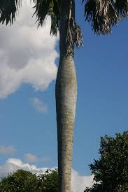 Image result for Borassus aethiopum