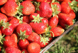 An autotroph is an organism that can make its own food for energy. Strawberry Picking In Michigan 10 Places To Go