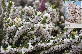 Image result for Erica wildii