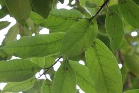 Image result for Synandrodaphne paradoxa