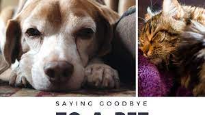 Pet Euthanasia Vs Natural Death Pethelpful
