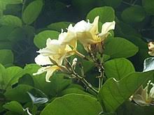 Chonemorpha Fragrans Wikipedia