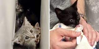 Scared Kittens Rescued From Wood Pile Discover Love With Help From Baby Food Http Www Lovemeow Com Kittens Woodpile Love Kitten Rescue Kittens Little Kittens