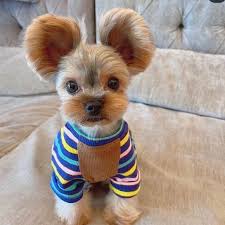 Image result for yorkshire haircut