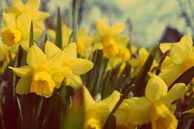 Using Daffodils In Magick Courtney Weber Daffodils First Flowers Of Spring Flowers Perennials