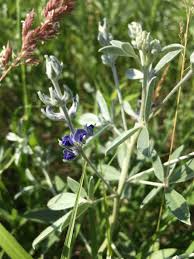 Image result for Zygophyllum cuneifolium