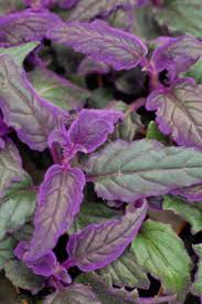 Image result for Gynura scandens