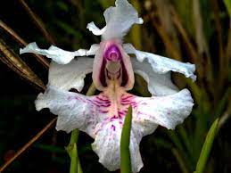 Wild Orchids In Sumatra Papilionanthe Hookeri Auct V Agustin Sonny A S Comb Nov Growing Orchids Wild Orchid Beautiful Orchids