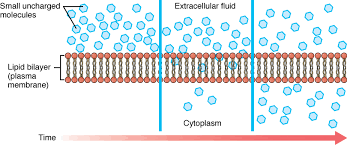 Nonpolar Compounds Force Energetically Unfavorable Changes In The Structure  Of Water