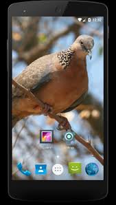 Gambar burung derkuku kelantan | gambar burung wallpaper. Tekukur Biasa Wallpaper For Android Apk Download